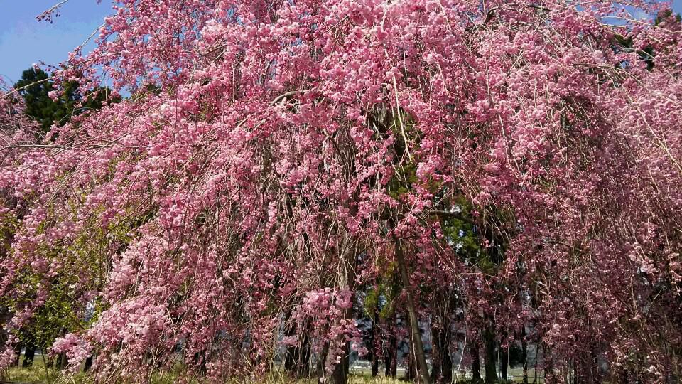 シダレ桜が満開です