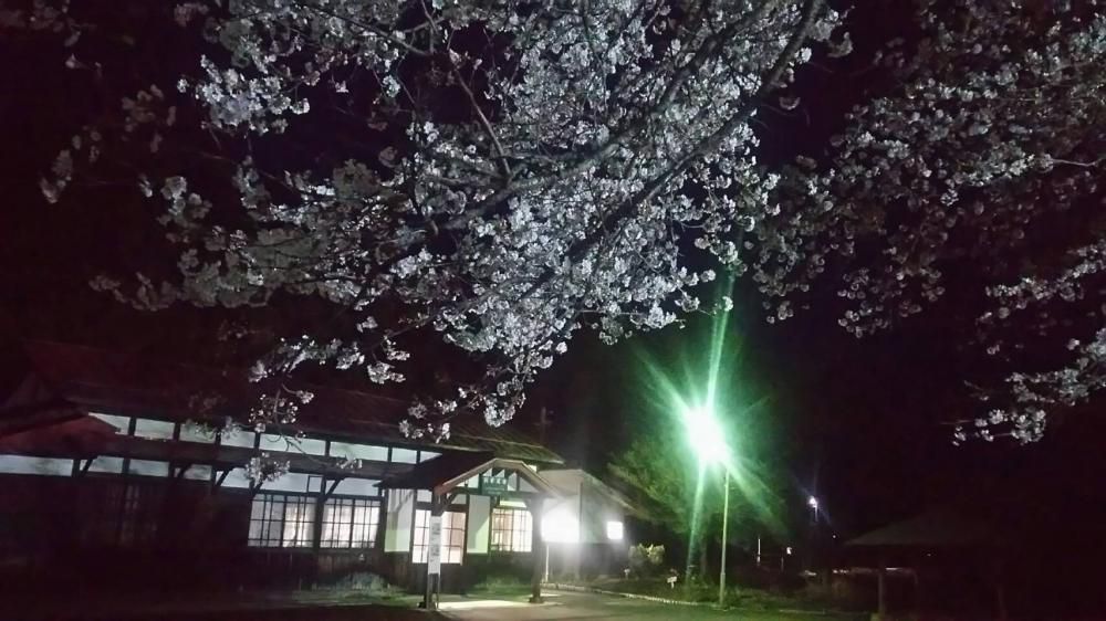 桜のライトアップ