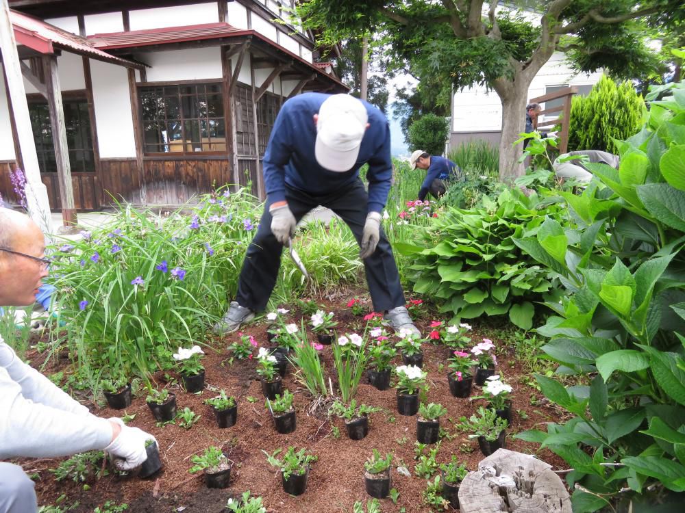 この花きれい！　誰が植えたの？