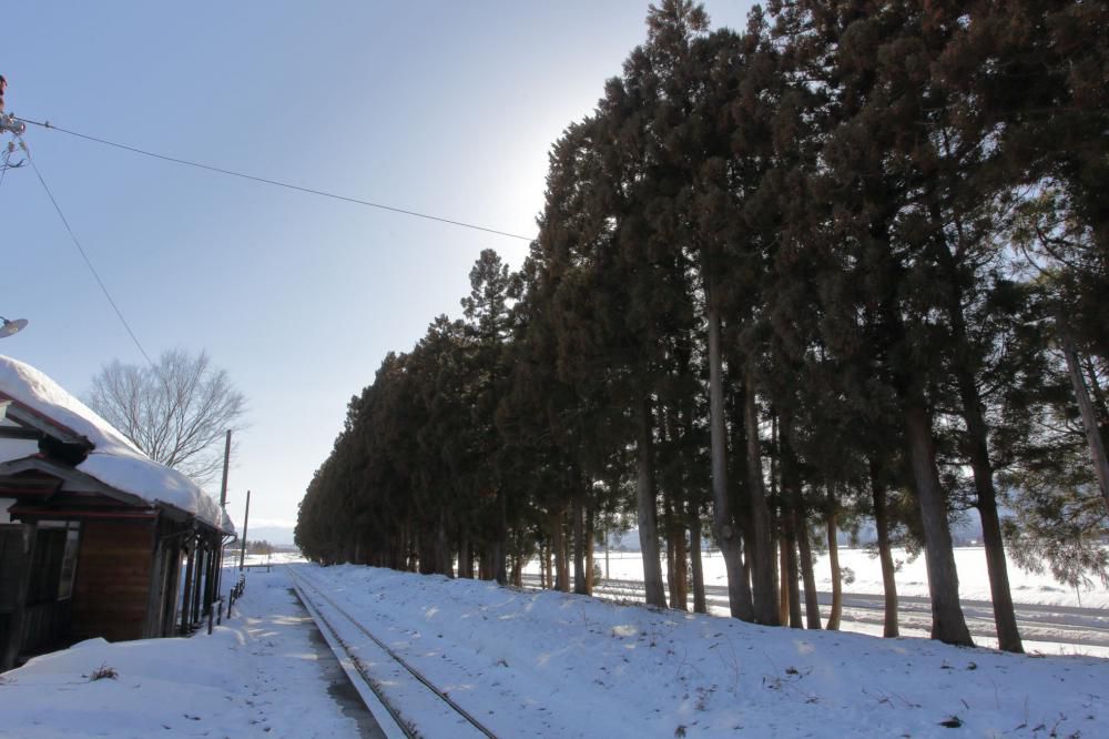 駅舎を守る防風林に