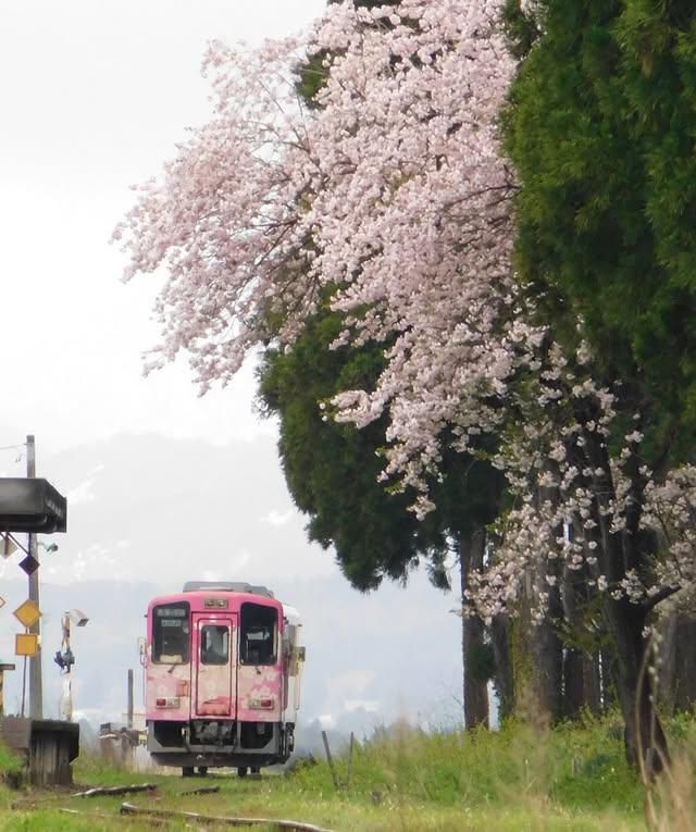 みんなで桜の樹を植えないか（蚕桑駅の桜のこと）