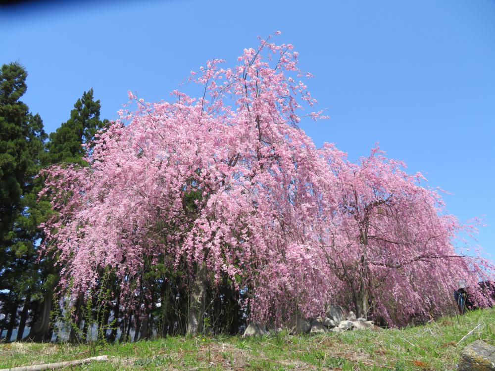 桜が綺麗だったので