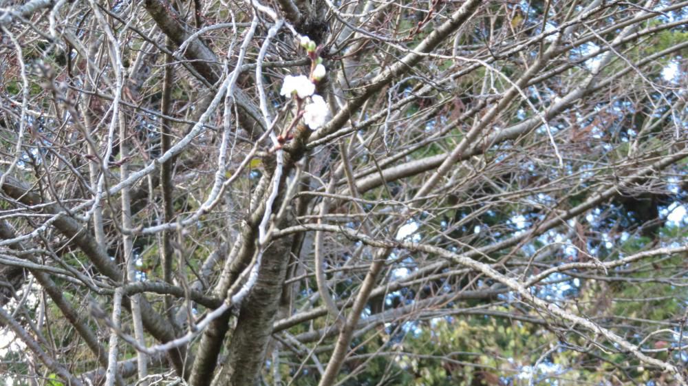 十月桜咲いてます