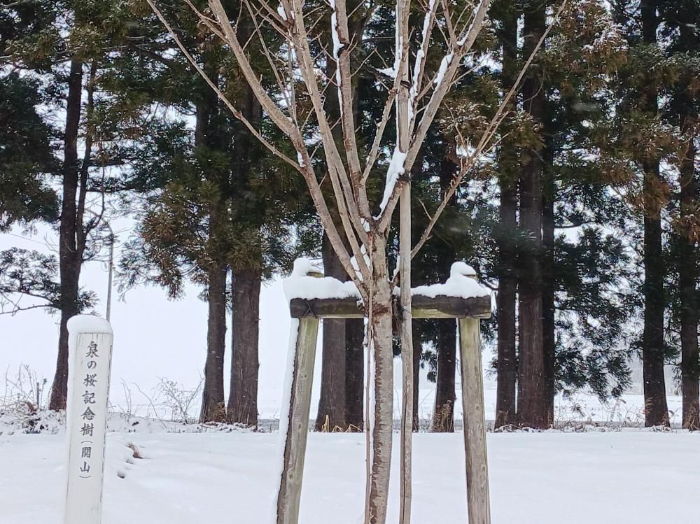 桜の樹大きくなりましたね