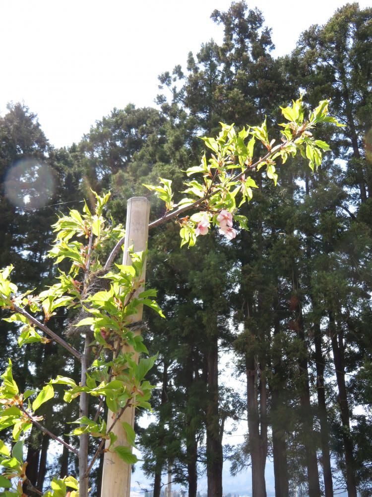 成田駅桜情報（4）　記念樹が咲きました