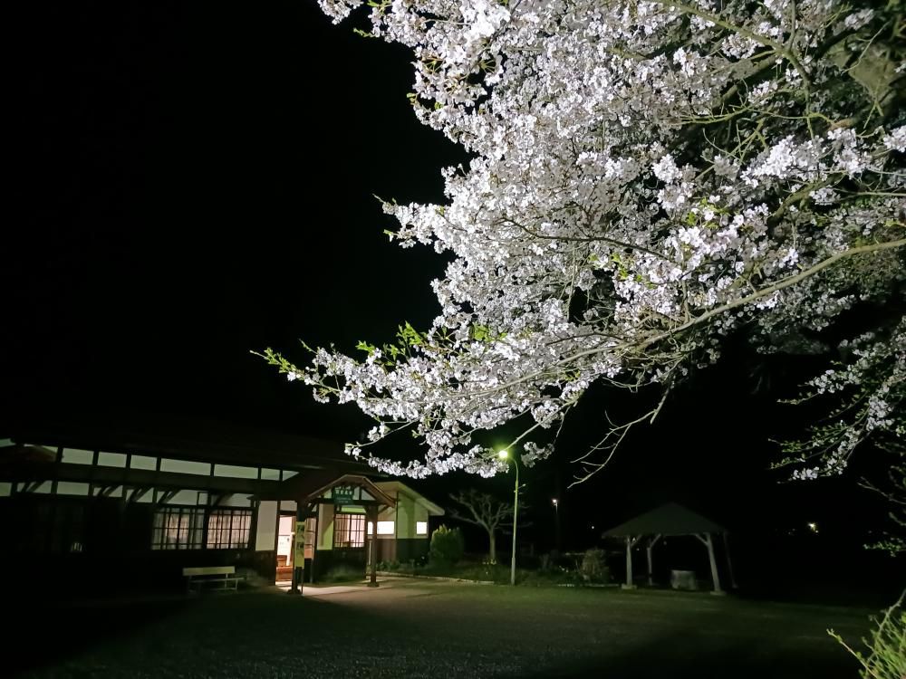 成田駅桜情報（６）　ライトアップされてます