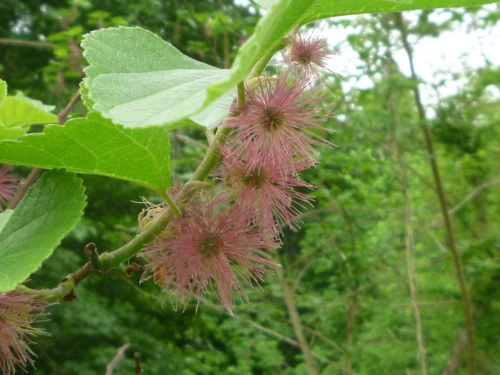 この花なんの木？