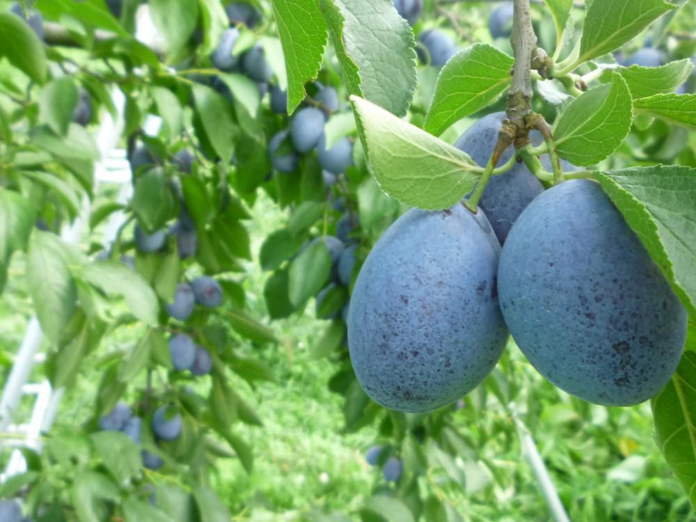 生プルーンいかがですか？桃「川中島」もあるよ！