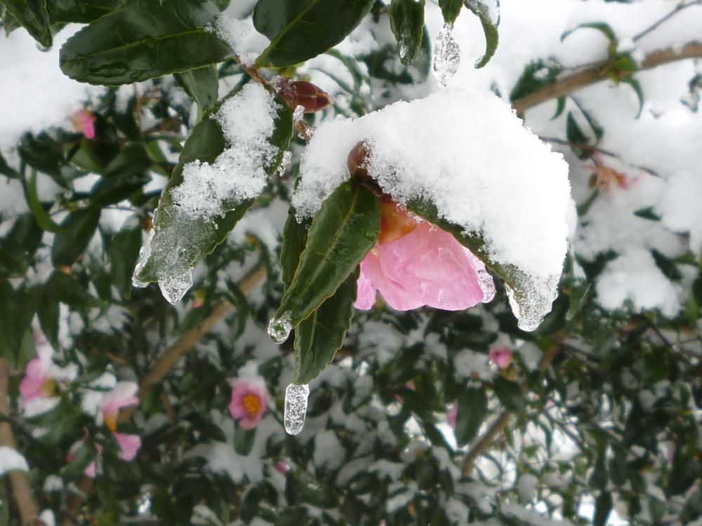 雪が降っています！