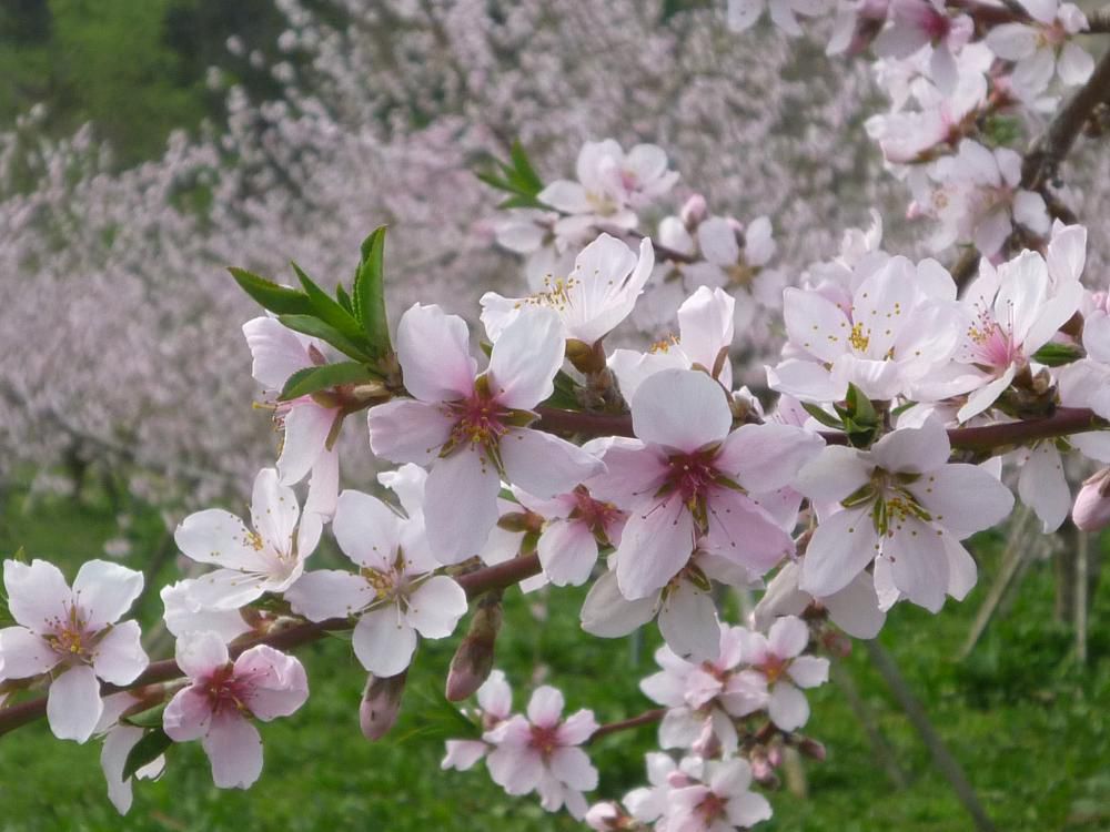 桃の花が咲きました！