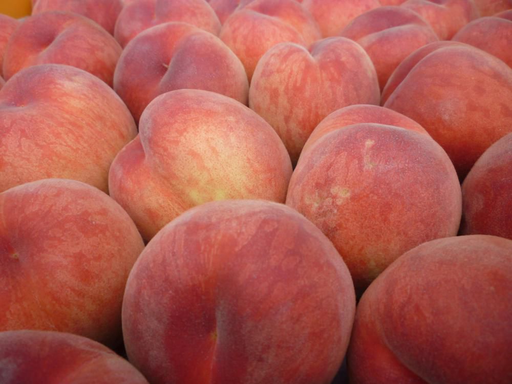 桃の収穫スタート！