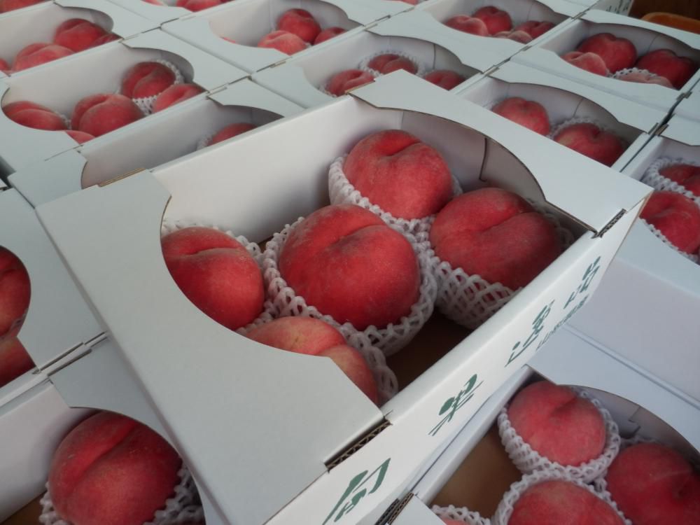 明日9/17山形霞城セントラルで桃を販売します！   