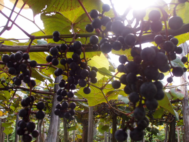 �����ۤλ���ƺ�פβ���