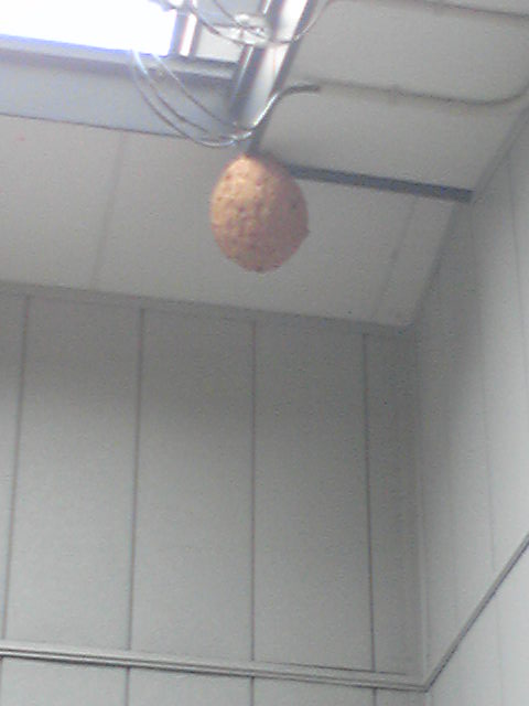 �֥���Х�����ȯ����(��o��)���פβ���