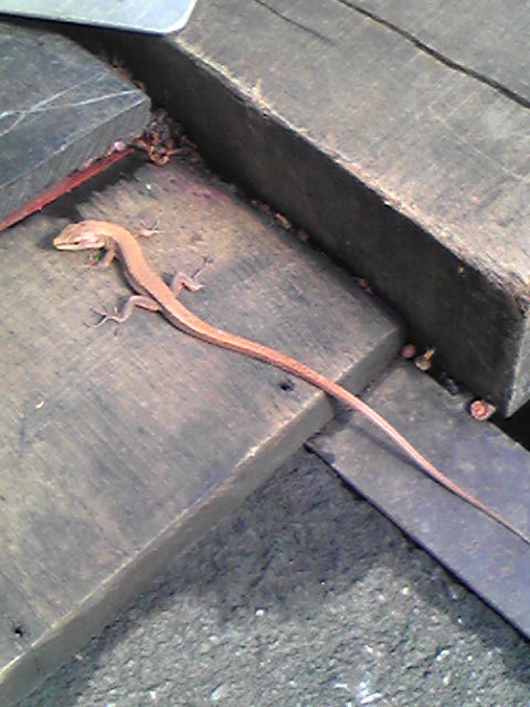 �֤��ʤ����ȯ���פβ���