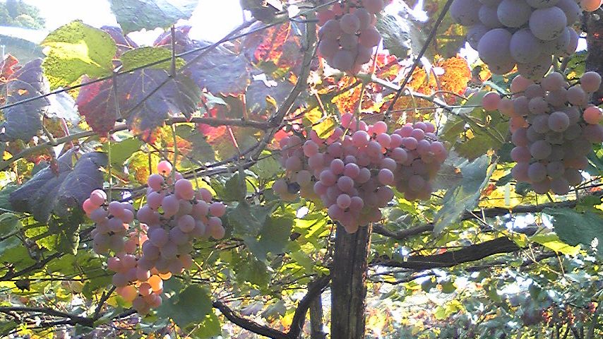 �ֹý�(10��18������)�פβ���