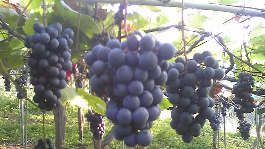 �֥ޥ����åȡ��٥꡼A(10��19������)�פβ���