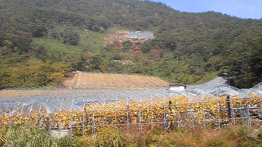 �ֽ��ξ����϶�����ʡפβ���