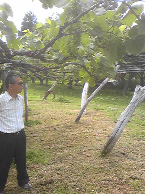 �֤֤ɤ��뻡�פβ���