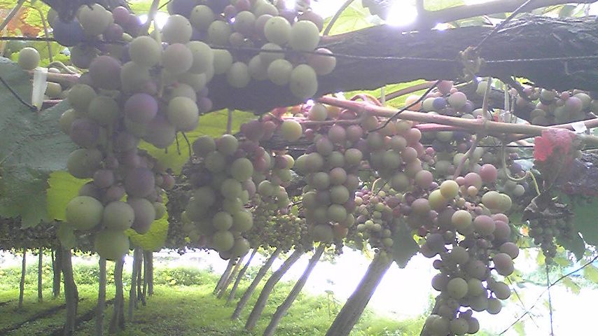 2009/08/06 21:22 �٥꡼�����ꥫ���A(2009ǯ8��6������)