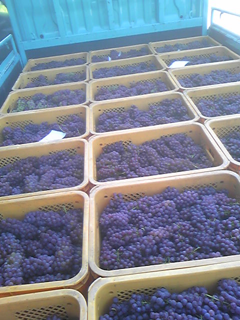 �֤��褤��磻��Ź��ߤ��Ϥޤ�ޤ��פβ���