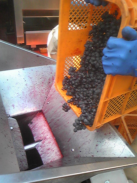 �֥磻��Ź���*�٥꡼�����ꥫ���A(2009ǯ9��5��)�פβ���