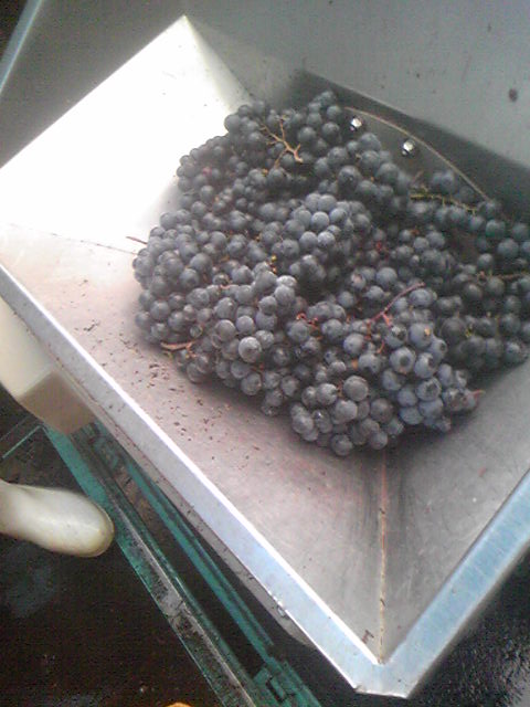 �֥磻��Ź��ߡ��ޥ����åȡ��٥꡼A(2009ǯ10��7��)�פβ���