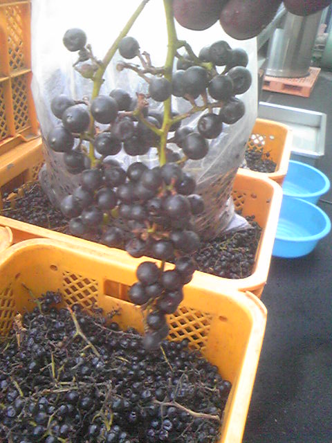 �ָ��ջŹ��ߡ�����ƺ��2009ǯ11��4���ˡפβ���