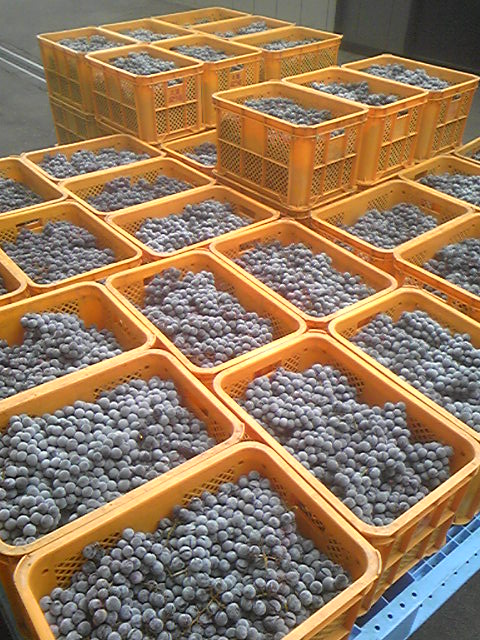 ��ɹ��֤ɤ�(�����٥롦�����꡼)�פβ���