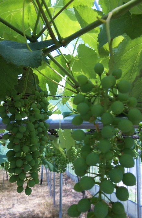 �֥ǥ饦������(2010ǯ6��16������)�פβ���