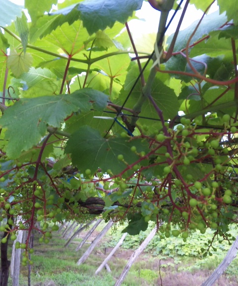 �֥ޥ����åȡ��٥꡼A(2010ǯ7��1������)�פβ���