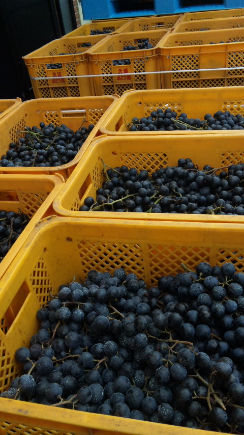 �֥磻��Ź��ߡ��ޥ����åȡ��٥꡼A(2010ǯ10��6��)�פβ���