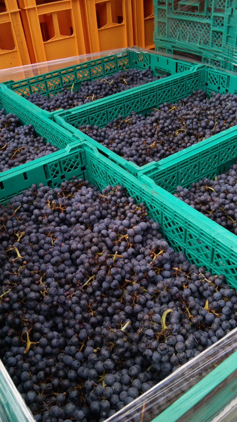 �֥磻������ջŹ��ߡ����٥�͡����������˥��(2010ǯ10��29��)�פβ���