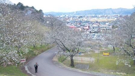 �����������ޤĤ�ʪ��Ÿ�ˤơ������Σ����פβ���