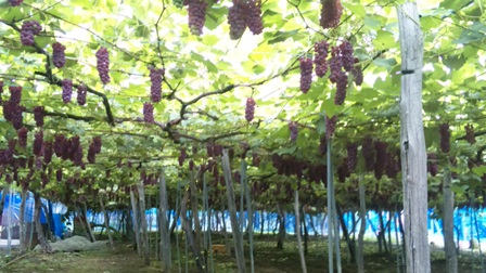 �ֱ��ϻ뻡�פβ���