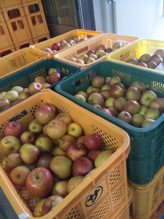 �ֺ���������Ǹ�Υ�󥴥��塼���ӵͤ�פβ���