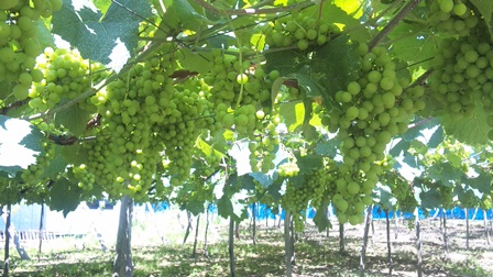 �֤֤ɤ��Ͻ�Ĵ�Ǥ��פβ���