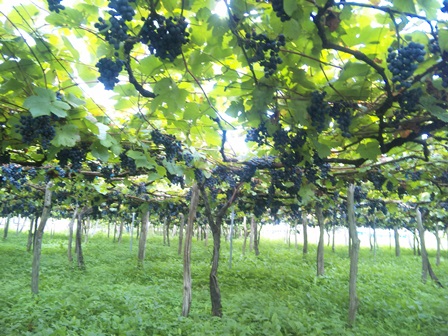 �ָ��ߤΥ٥꡼�����ꥫ���A��Ȫ�פβ���