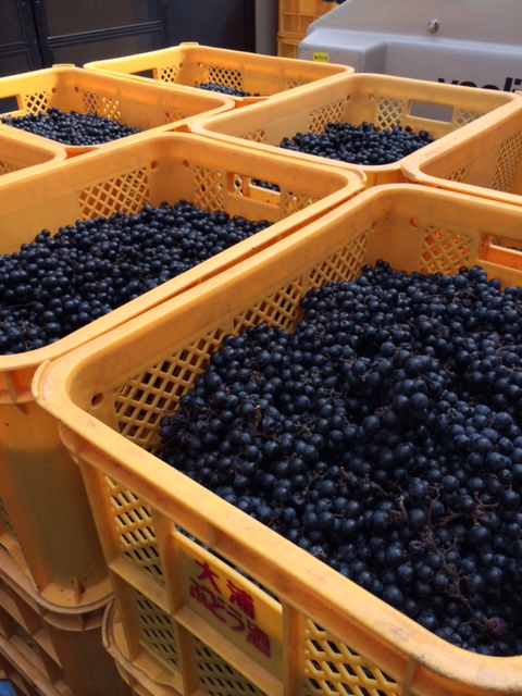 �ֺ�����λ���ƺ�פβ���