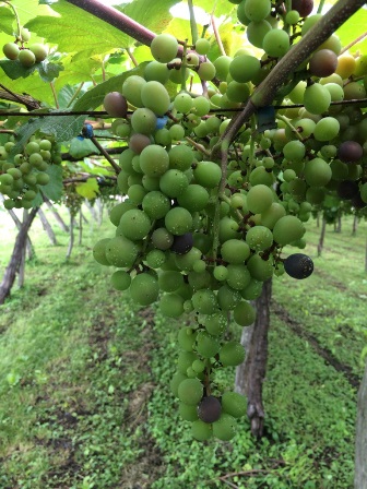 �ָ��ߤΤ֤ɤ��פβ���