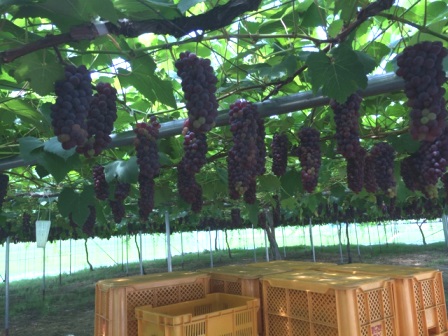 �ֺ�����Ź��ߡפβ���