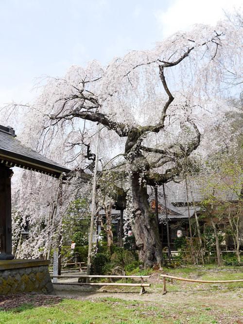 平泉寺のさくら♪