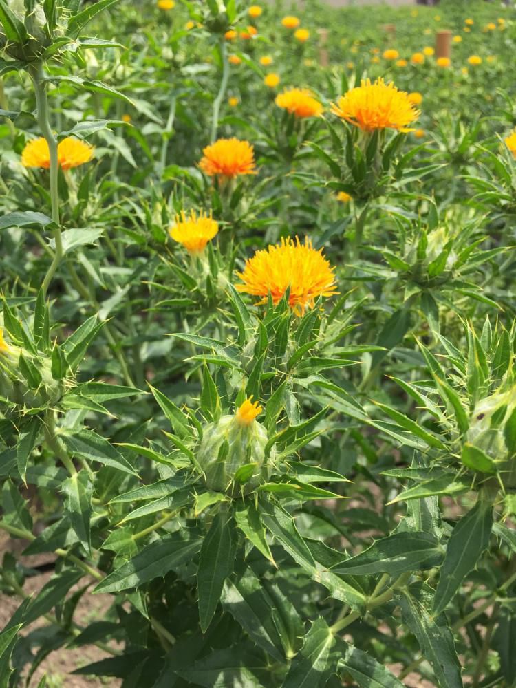 白鷹町十王のべにばな♪