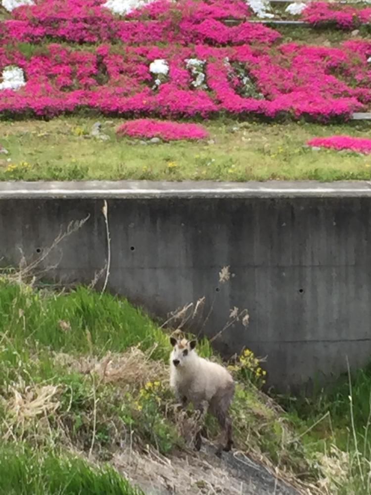 竜山川にカモシカ♪