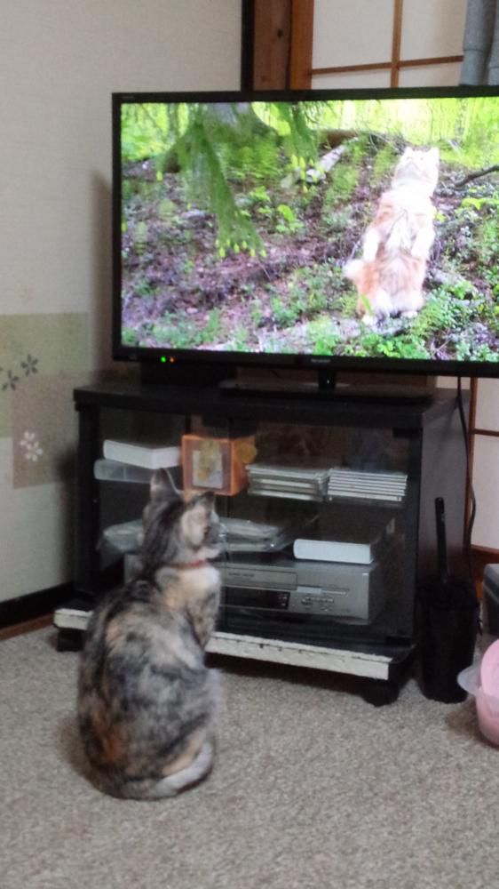 猫のテレビを見る猫