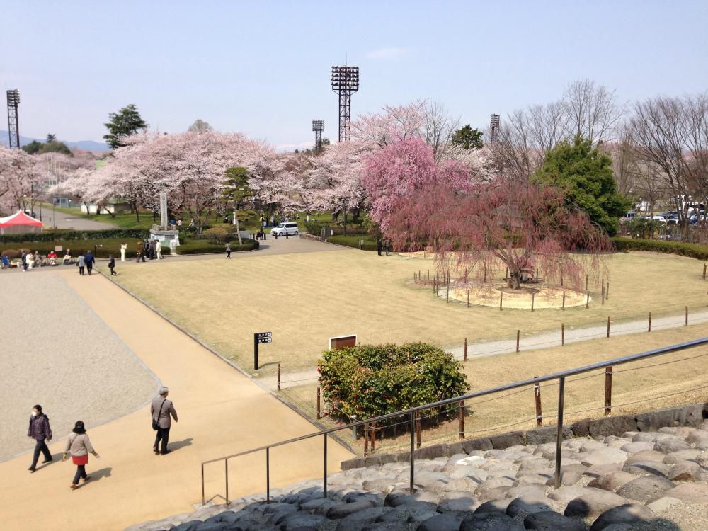 霞城公園、桜が見頃です。