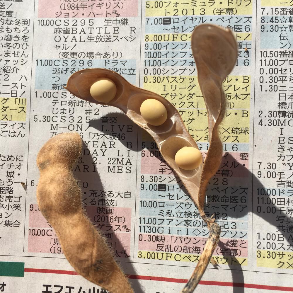 大豆栽培