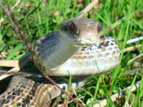 蛇