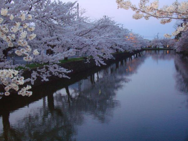 上杉神社の桜