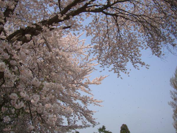 松川河川敷の桜